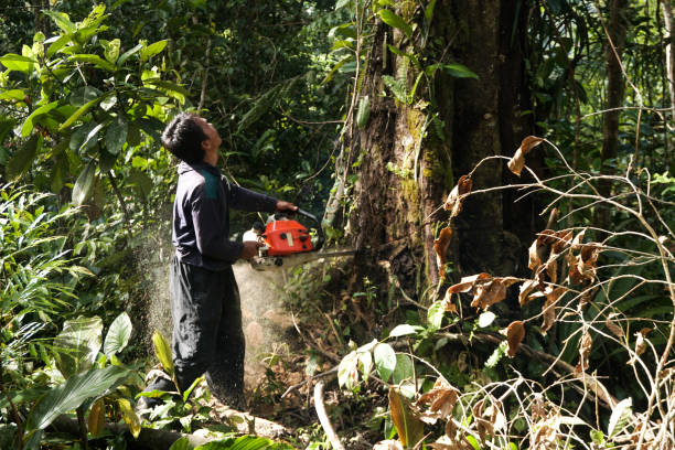 Best Tree Pruning Services  in Orlovista, FL